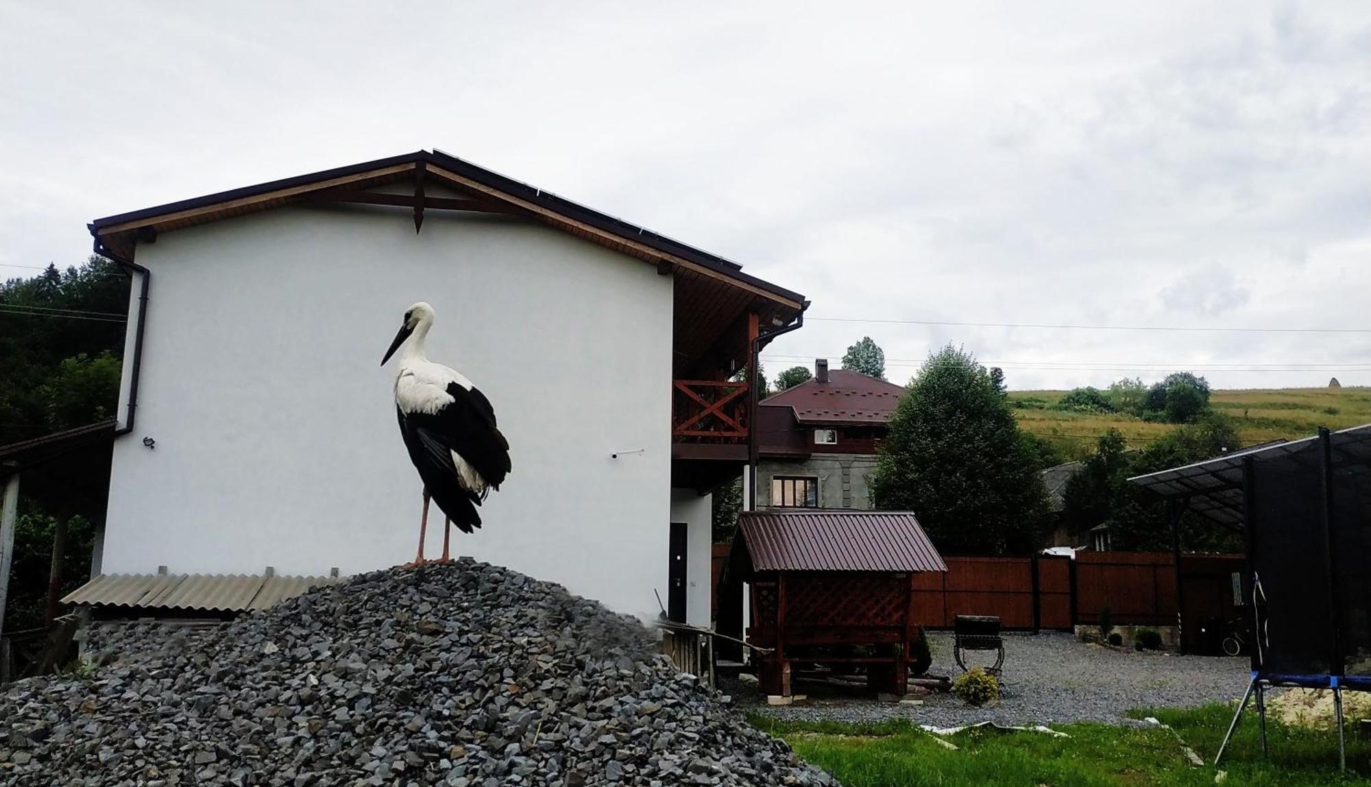 Nestg Guest House Pilipets Zewnętrze zdjęcie